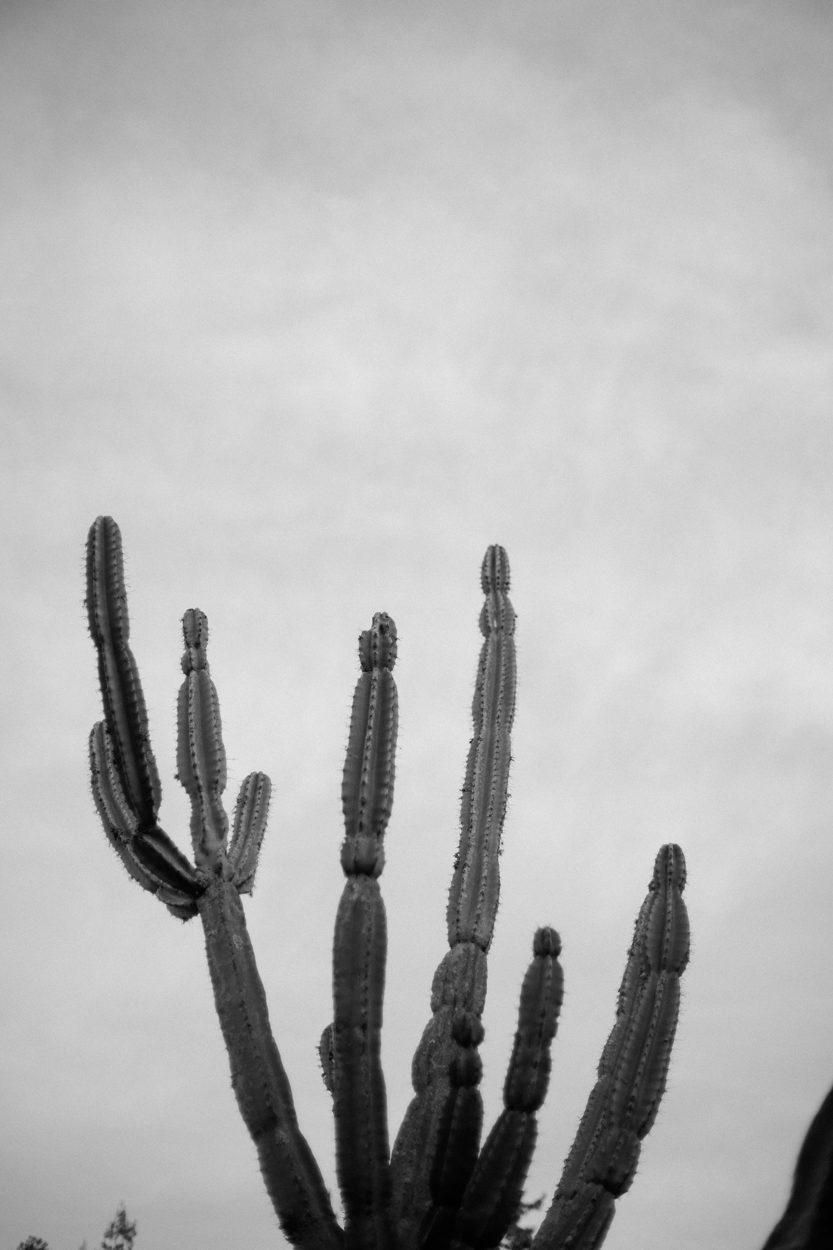 cactus outside of big sur bakery - fuji acros black and white film look 