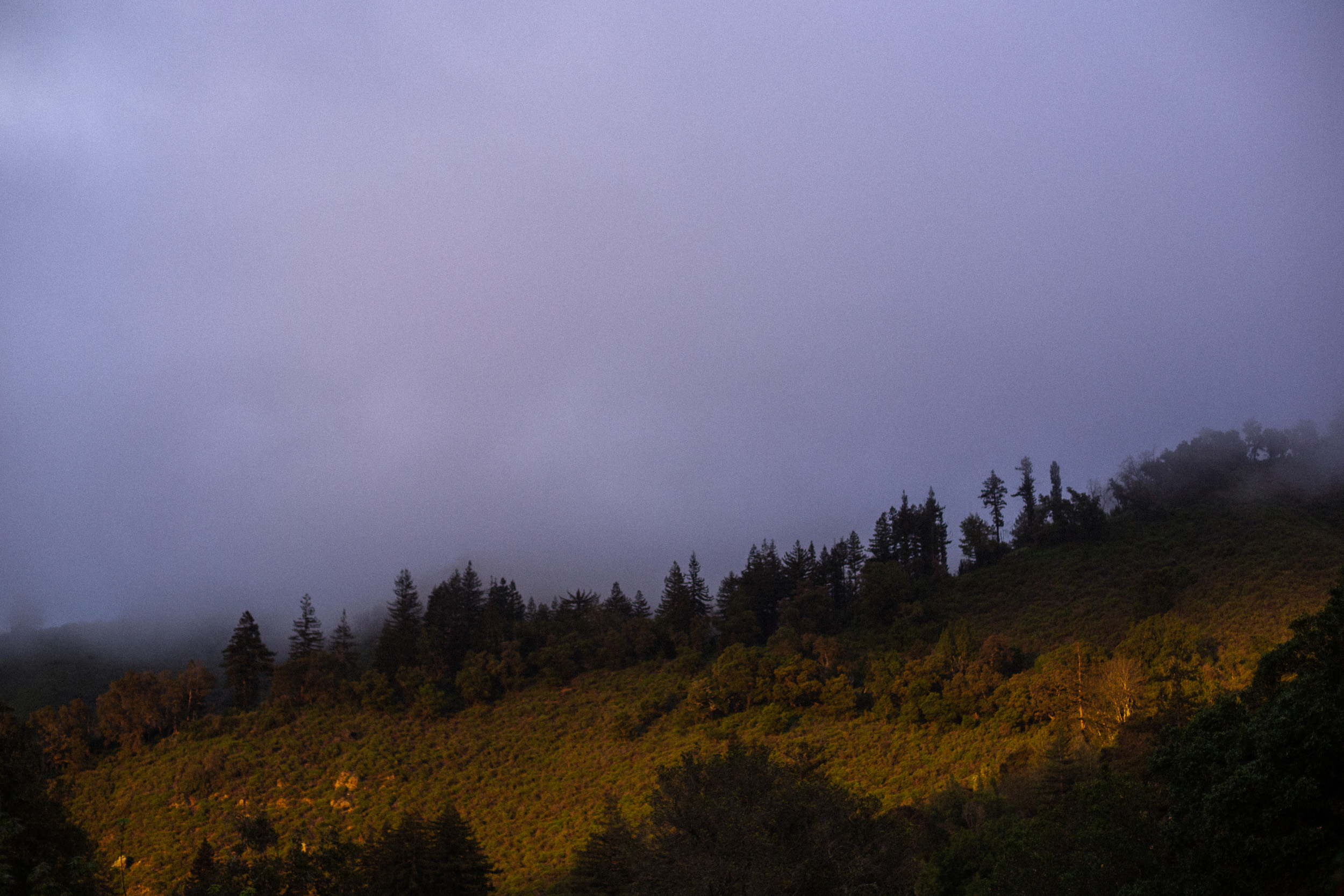 california coastal fog moving in at sunset to obscure the coastal mountains - beautiful pink blue fog and redwood trees  - big sur california wedding - laid back wedding in big sur california - fuji provia film look true to life colors